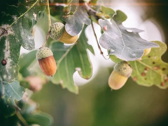 Counselling sessions Meath